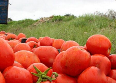 کاهش قیمت گوجه فرنگی و سیب زمینی/ بخشی از محصولات صادر می‌شود