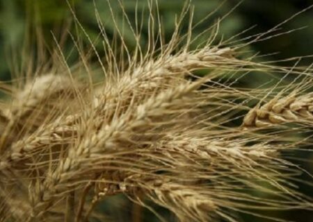 گندمکاران: قیمت گندم باید ۲۰ تا ۲۵ هزار تومان باشد/ رئیس بنیاد گندمکاران: مدافع کشاورزان هستیم