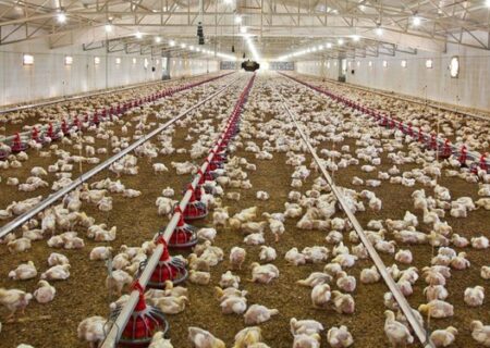کمبود و گرانی دو‌باره مرغ در بازار/ ابزارهای دولت برای کاهش قیمت مرغ چیست‌