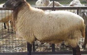 اعلام قیمت جدید دام زنده / قیمت گوسفند گران شد