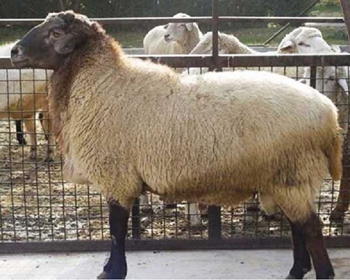 اعلام قیمت جدید دام زنده / قیمت گوسفند گران شد