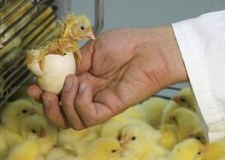 دستور معدوم‌سازی ۱۹ میلیون تخم نطفه‌دار را صادر کردند