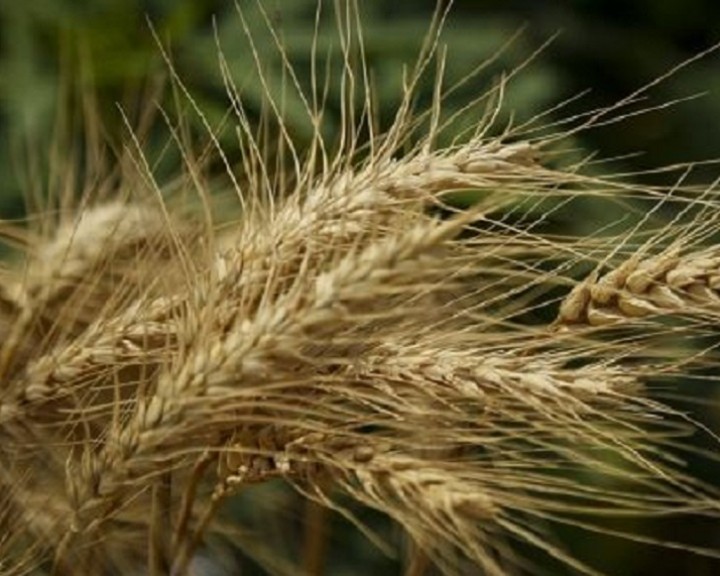 پرداخت بخشی از مطالبات گندمکاران/ خرید ۱۰.۵ میلیون تن گندم تا پایان سال زراعی
