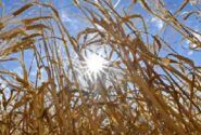 بیش از ۷۷۰ هزار تن گندم در خوزستان خریداری شد