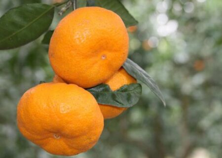 صادرات طلای نارنجی مازندران از ۲۰ هزار تن گذشت