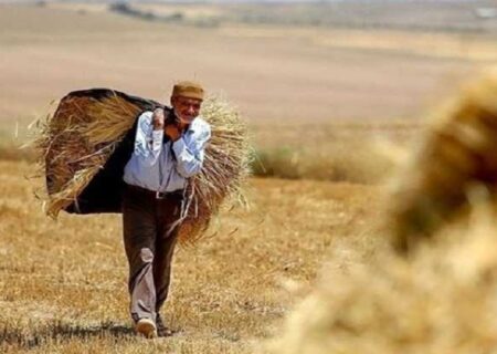 کشاورزان کماکان چشم انتظار تخصیص جایزه گندم